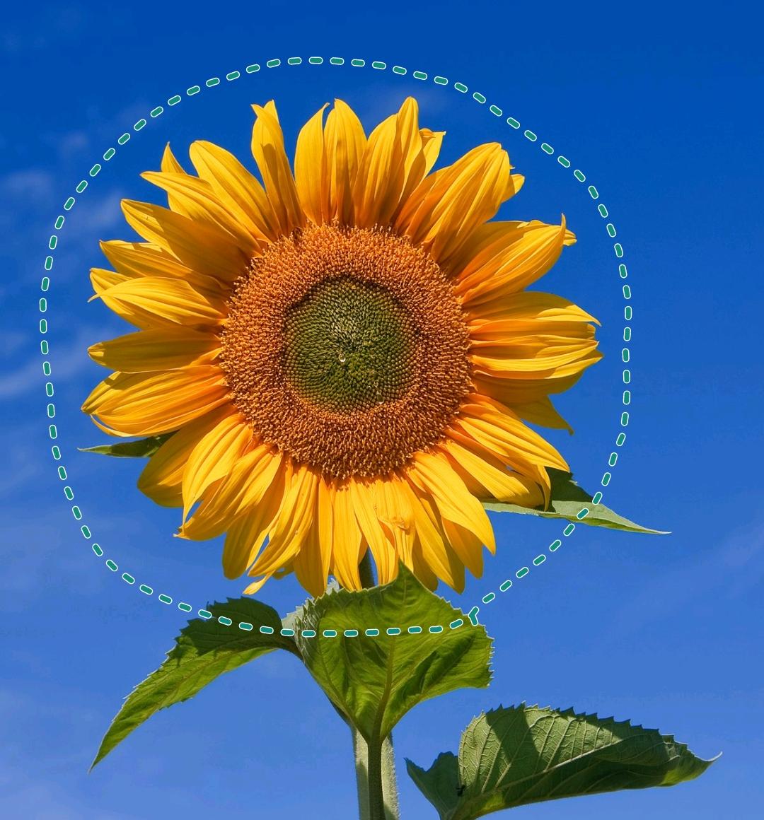 Sticker maken voor WhatsApp